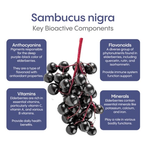 Sambucus nigra